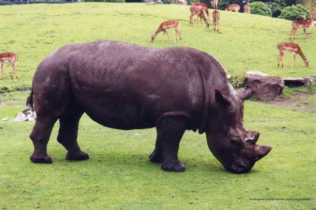 Gambar, Foto Nama Nama Hewan Langka Beserta Gambarnya - Badak Jawa (Rhinoceros sondaicus)