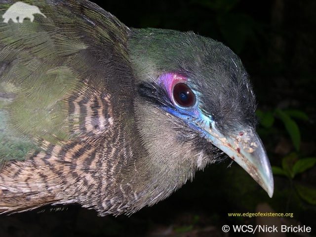Gambar,foto Nama Nama Hewan Langka Beserta Gambarnya - BurungTokhtor Sumatera (Carpococcyx viridis)