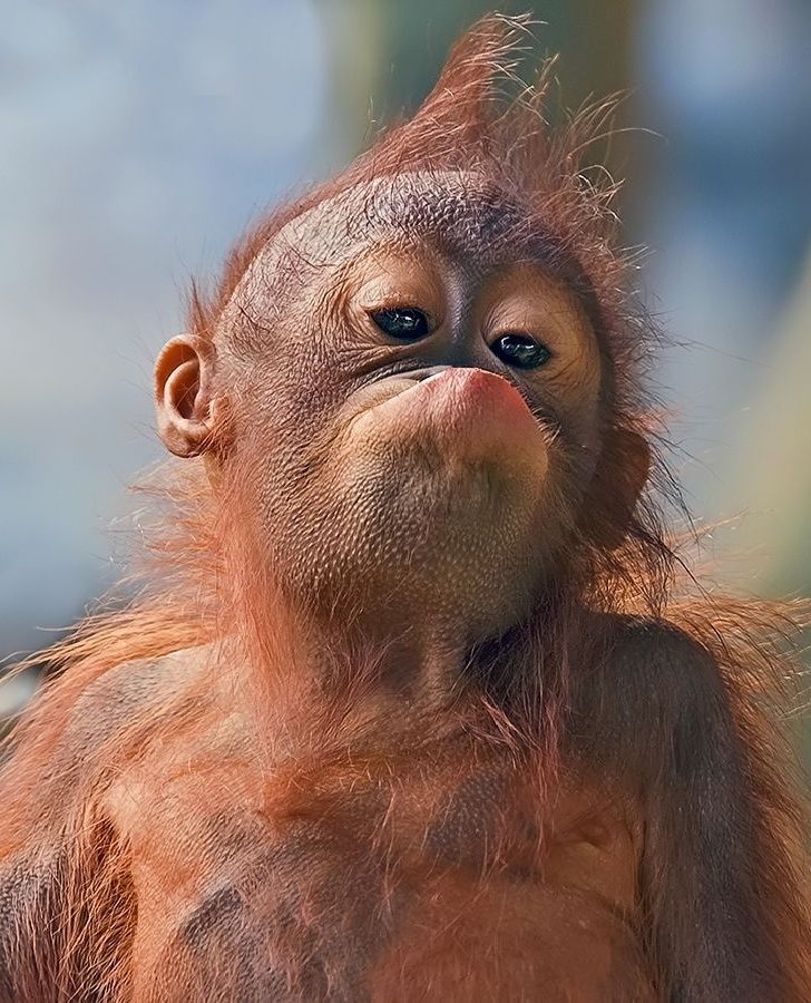 7 Gambar Anak Orangutan Lucu | Nama-Nama Hewan