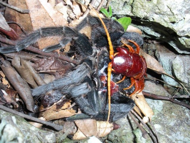 Gambar Dan Foto kelabang terbesar memangsa tarantula