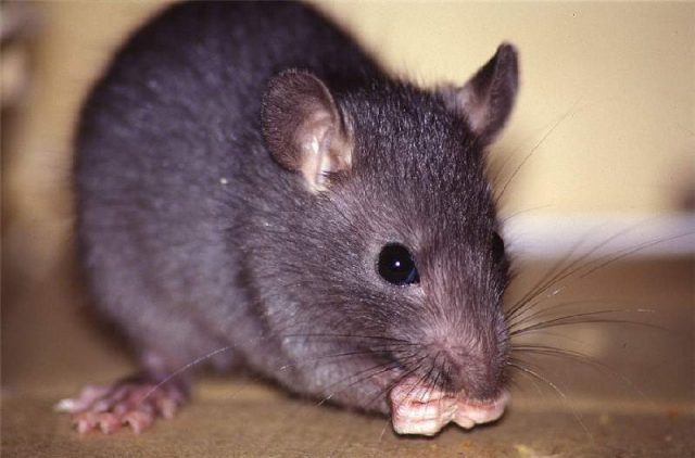 Klasifikasi Tikus Dan Jenis Jenis Serta Gambarnya Di Berbagai Dunia