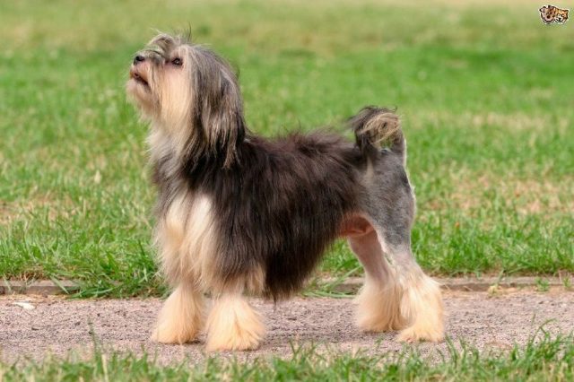  Gambar Jenis Anjing Kecil-Lowchen