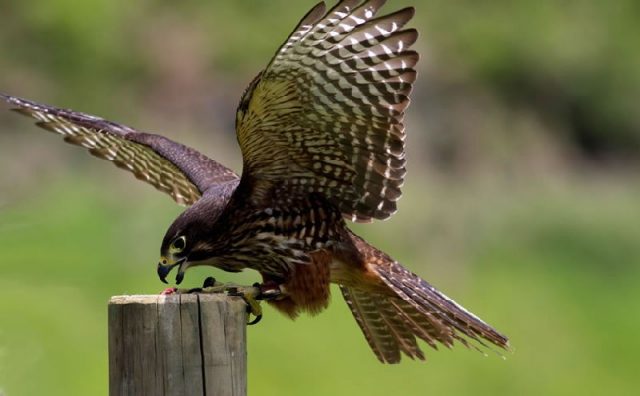 Gambar Falcon - Nama Hewan Dari Huruf F