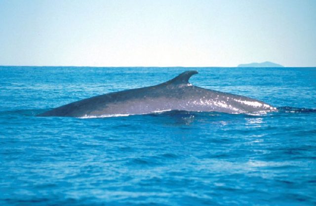 Gambar Fin Whale - Nama Hewan Dari Huruf F