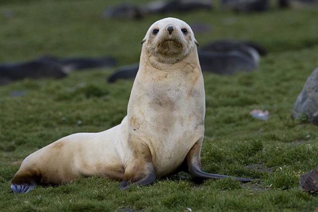 Gambar Fur Seal - Nama Hewan Dari Huruf F