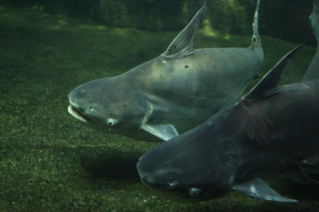 Gambar Mekong giant catfish - Jenis Ikan Catfish