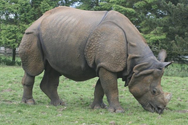 Gambar Nama Hewan Yang Dimulai Dari Huruf I-Indian Rhinoceros