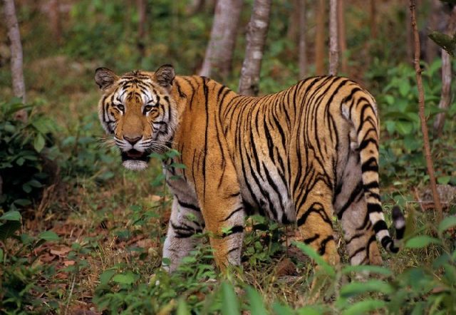 Gambar Nama Hewan Yang Dimulai Dari Huruf I-Indochinese Tiger