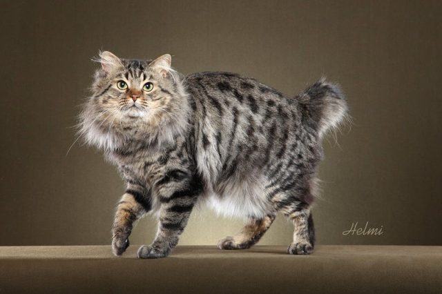 Gambar Jenis Jenis Kucing Dan Harganya American Bobtail