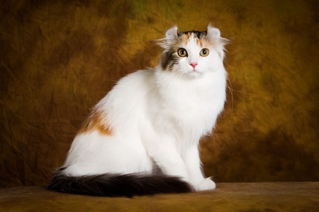 Gambar Jenis Jenis Kucing Dan Harganya American Curl