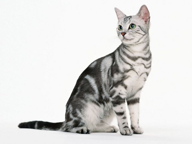 Gambar Jenis Jenis Kucing Dan Harganya American Shorthair