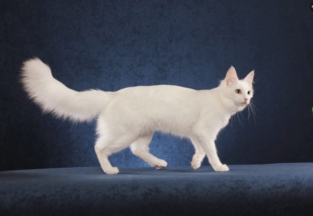 Gambar Jenis Jenis Kucing Dan Harganya Anggora Turki