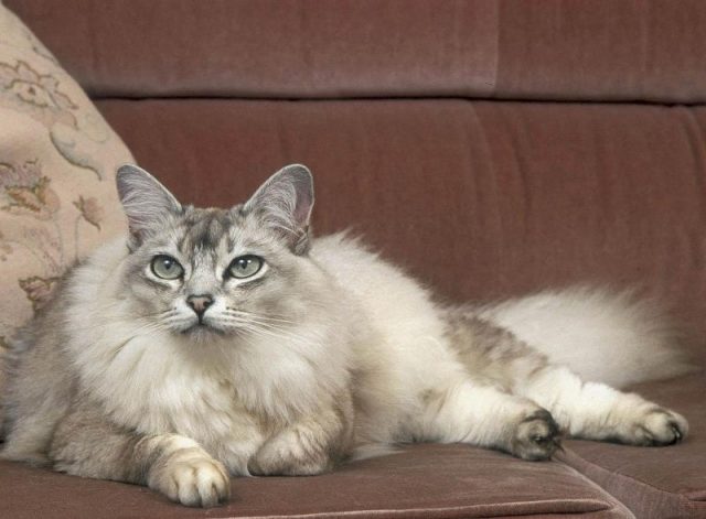Gambar Jenis Jenis Kucing Dan Harganya Asian Semi-longhair