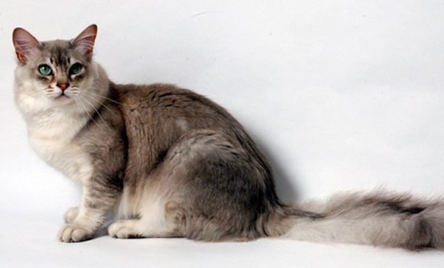 Gambar Jenis Jenis Kucing Dan Harganya Asian cat