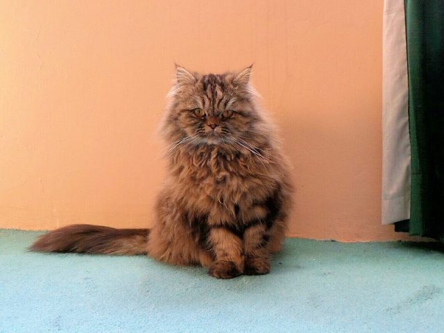 Gambar Jenis Jenis Kucing Dan Harganya British Semi-longhair
