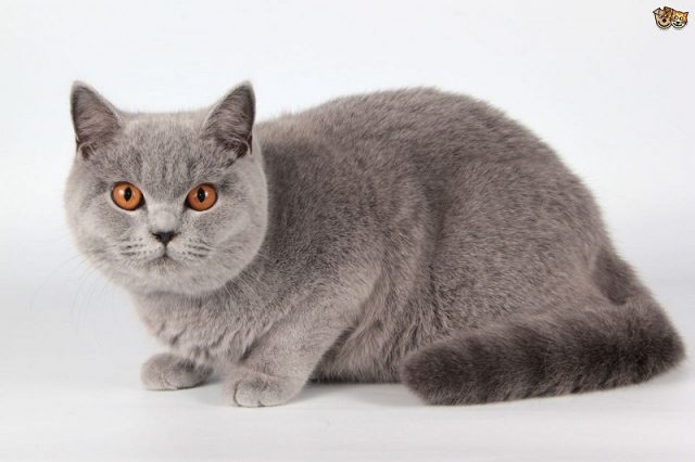 Gambar Jenis Jenis Kucing Dan Harganya British Shorthair