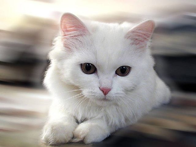 Gambar Jenis Jenis Kucing Dan Harganya Chinese White