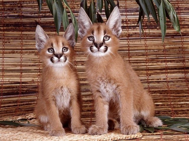 Gambar Jenis Jenis Kucing Dan Harganya Desert Lynx