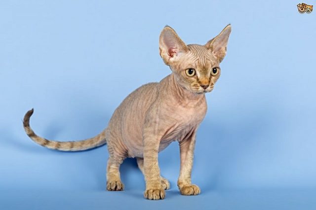 Gambar Jenis Jenis Kucing Dan Harganya Devon Rex