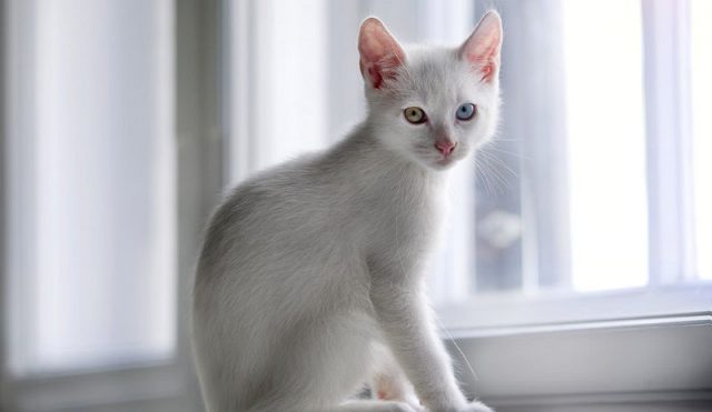 Gambar Jenis Jenis Kucing Dan Harganya Foreign White