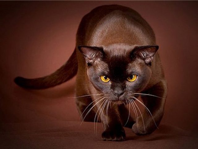 Gambar Jenis Jenis Kucing Dan Harganya Havana Brown cat