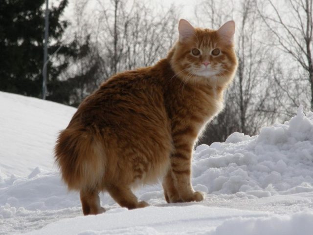 Gambar Jenis Jenis Kucing Dan Harganya Karelian Bobtail