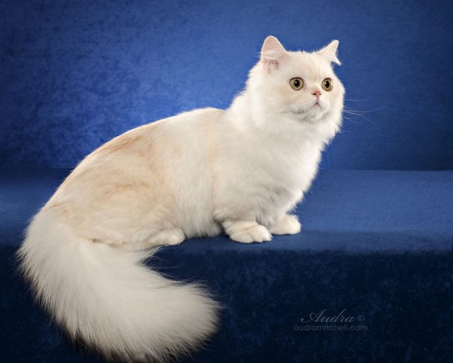 Gambar Jenis Jenis Kucing Dan Harganya Napoleon cat
