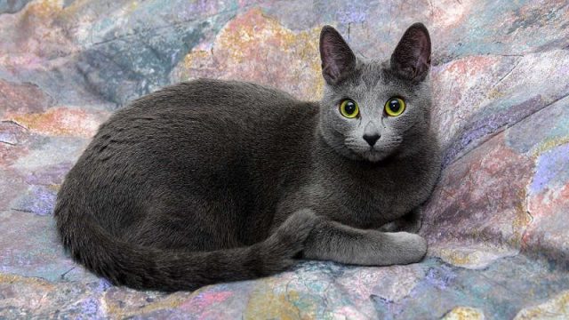 Gambar Jenis Jenis Kucing Dan Harganya Russian Blue