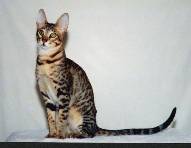 Gambar Jenis Jenis Kucing Dan Harganya Serengeti cat
