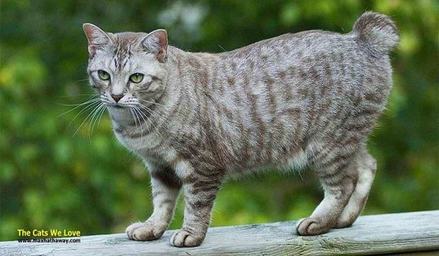 Gambar Harga Kucing American Bobtail