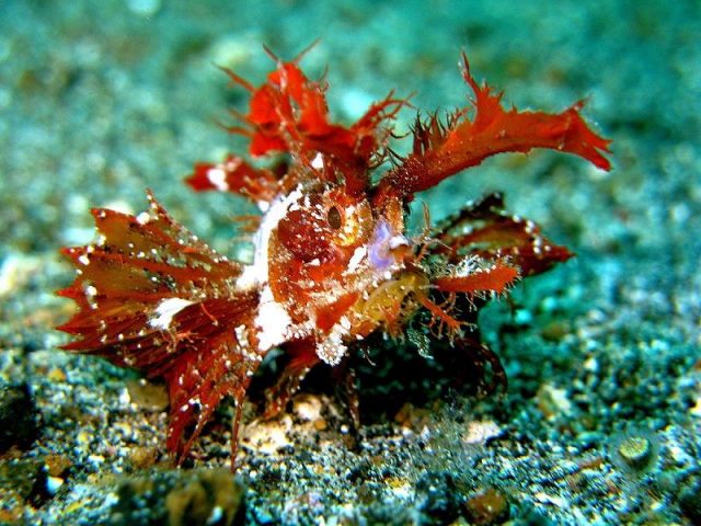Gambar Ikan Hias Air Laut Ambon scorpionfish