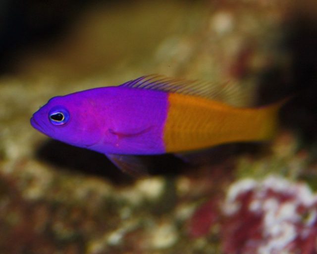 Gambar Ikan Hias Air Laut Bicolor pseudochromis