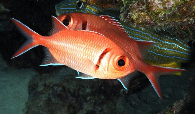 Gambar Ikan Hias Air Laut Blackbar soldierfish