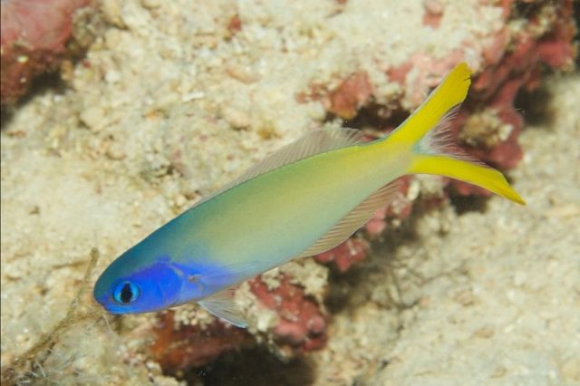 Gambar Ikan Hias Air Laut Blue-headed tilefish