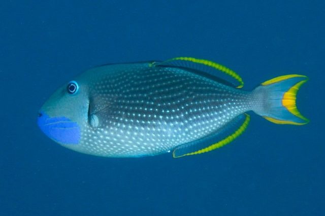 Gambar Ikan Hias Air Laut Blue jaw trigger atau blue throat trigger
