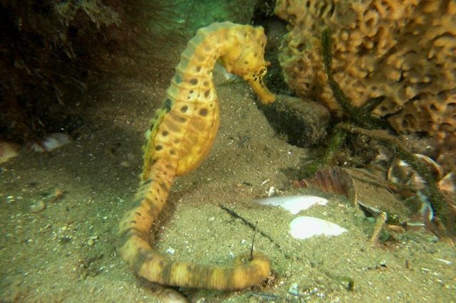 Gambar Ikan Hias Air Laut Dari Jenis Seahorses ( Kuda Laut ) Pot-bellied seahorse