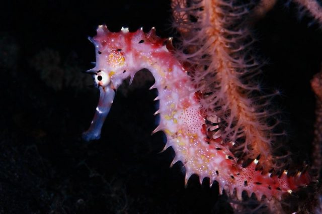 Gambar Ikan Hias Air Laut Dari Jenis Seahorses ( Kuda Laut ) Thorny Seahorse