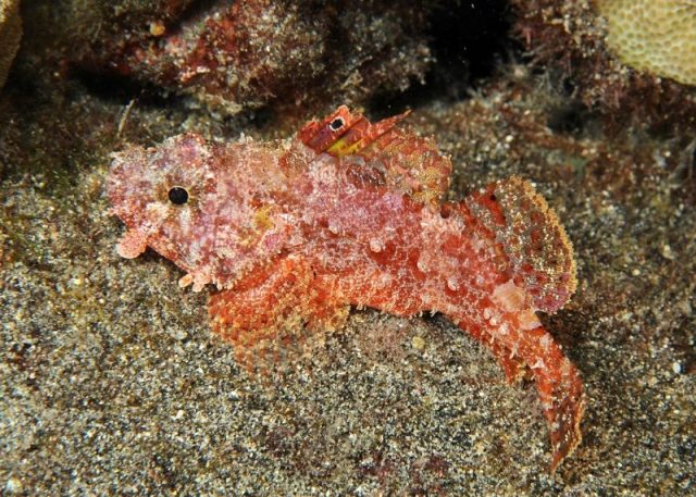 Gambar Ikan Hias Air Laut Decoy scorpionfish