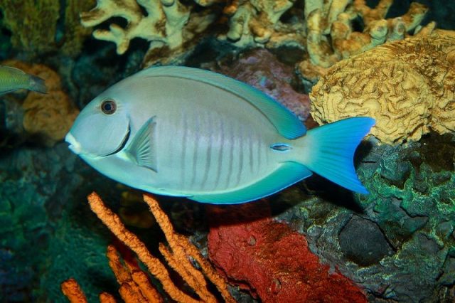 Gambar Ikan Hias Air Laut Doctorfish
