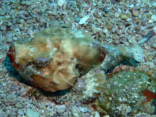 Gambar Ikan Hias Air Laut Flasher scorpionfish
