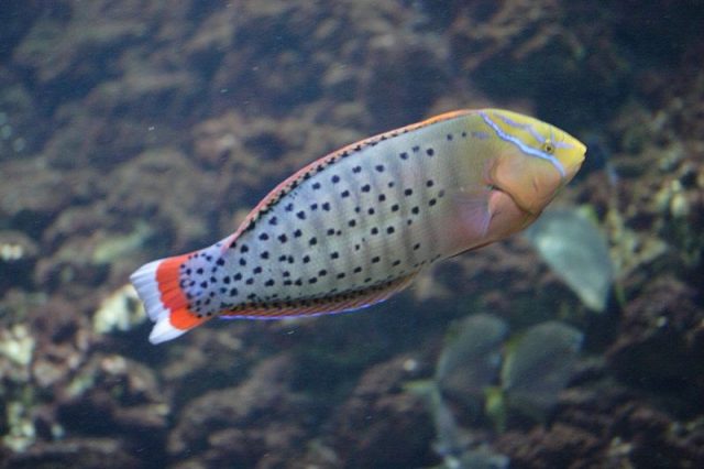 Gambar Ikan Hias Air Laut Formosa wrasse