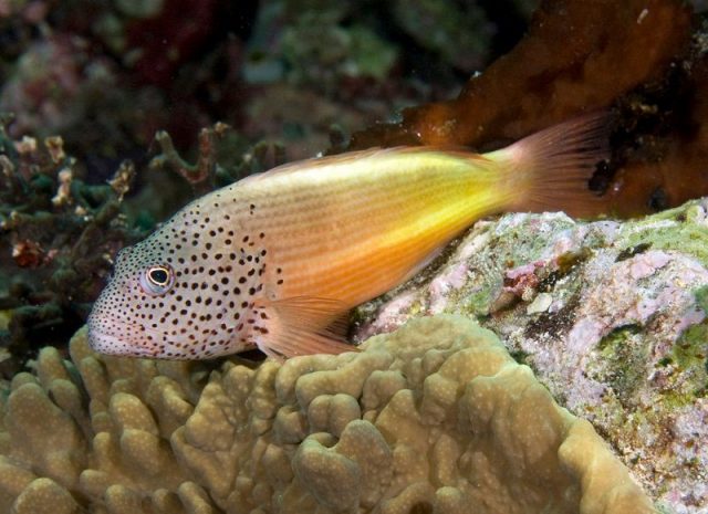 Gambar Ikan Hias Air Laut Freckled hawkfish