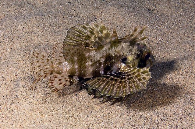 Gambar Ikan Hias Air Laut Green lionfish