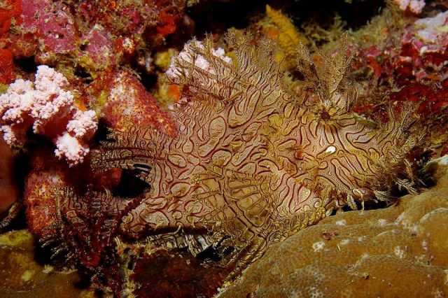 Gambar Ikan Hias Air Laut Lacey scorpionfish