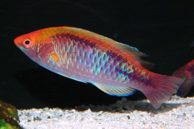 Gambar Ikan Hias Air Laut Multicolor lubbock's wrasse