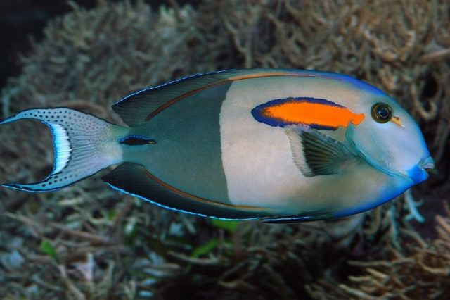 Gambar Ikan Hias Air Laut Orange shoulder tang