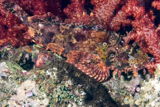 Gambar Ikan Hias Air Laut Papuan scorpionfish