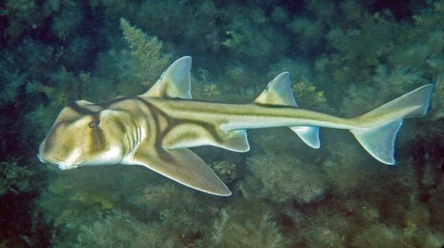 Gambar Ikan Hias Air Laut Port Jackson shark