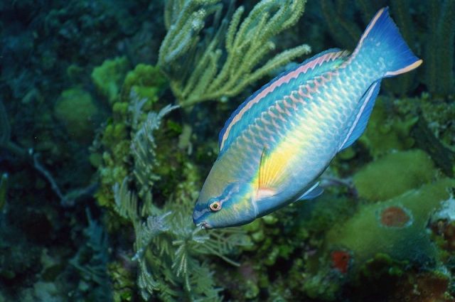 Gambar Ikan Hias Air Laut Princess parrotfish