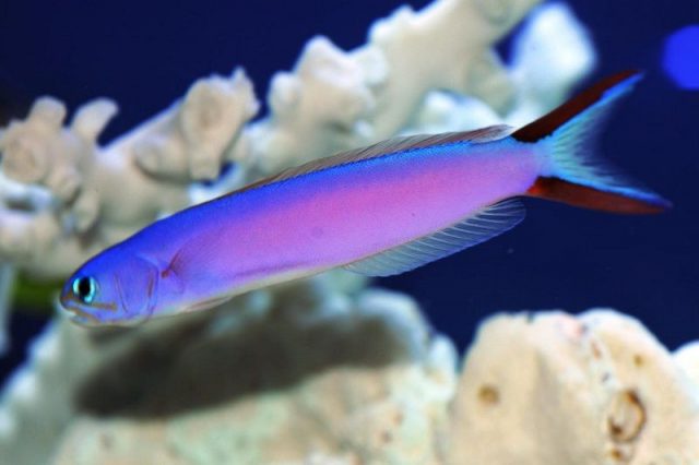 Gambar Ikan Hias Air Laut Purple tilefish